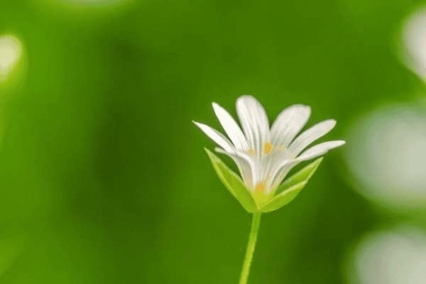 歷史建筑加固的特殊考量，歷史建筑加固，特殊考量與守護(hù)之道 行業(yè)新聞 第2張