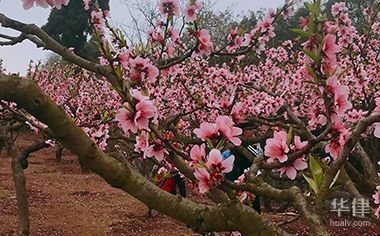 集體土地非農建設的法律后果，集體土地非農建設 行業(yè)新聞 第2張