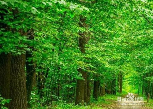 廠房綠化對環(huán)境的具體益處 行業(yè)新聞 第2張