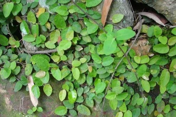 綠化設計對采光的影響，綠化設計對采光 行業(yè)新聞 第5張